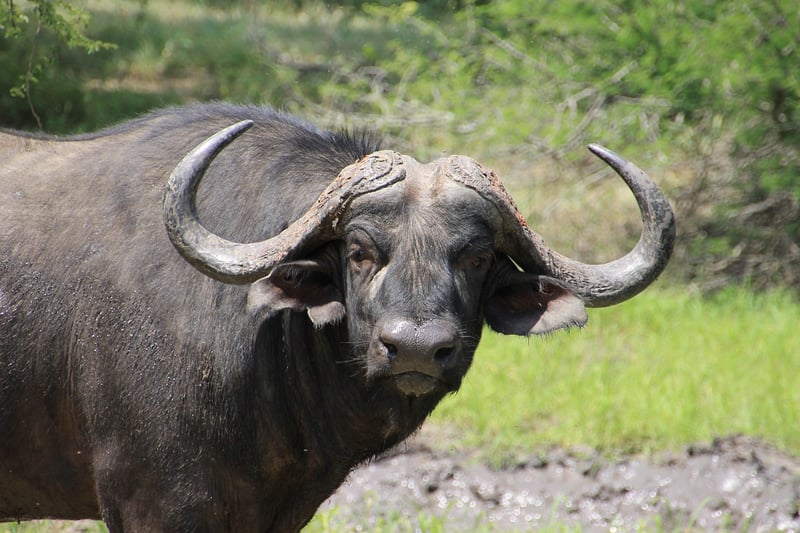 Kruger National Park, South Africa