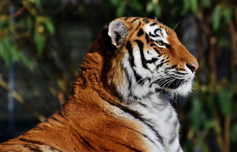 Ranthambore National Park, India